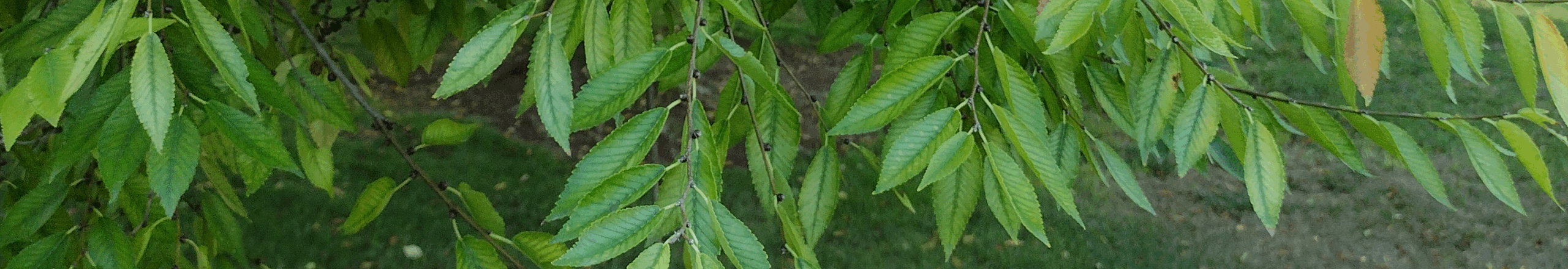 GreenLeaves by Athene Bitting, San Diego, CA